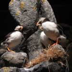 Diverse Seevögel, hier Papageientaucher, im Museum am Nordkap